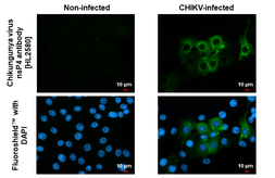 Anti-Chikungunya virus nsP4 antibody [HL2580] used in Immunocytochemistry/ Immunofluorescence (ICC/IF). GTX638958